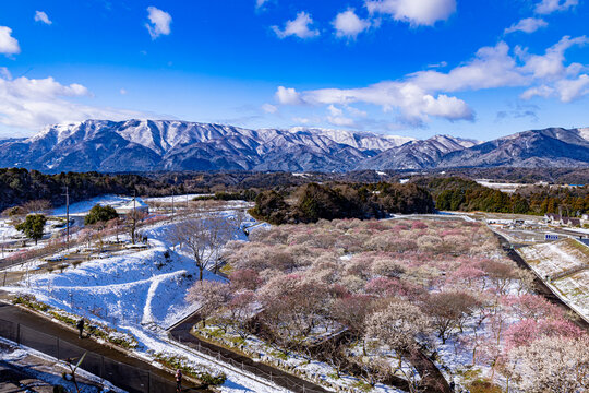 Inabe City Agricultural Park: Plum Orchard in Full Bloom