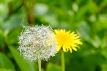 春の陽光に輝くたんぽぽと綿毛のクローズアップ