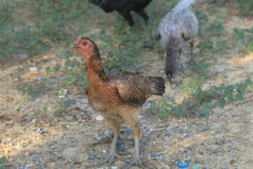 Chickens are foraging on the ground and grass in the evening. It is the nature of chickens to search for food.