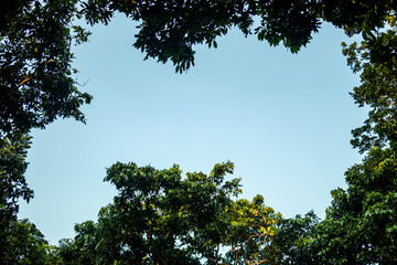 A clear light blue sky visible through an opening dark green leaves