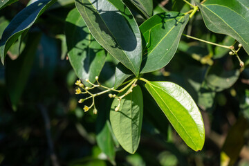 Cinnamon or Cinnamomum verum, leathery, glossy, ovate leaves