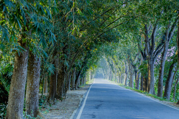 Obraz premium The road is flanked on both sides by a dense, canopy of trees, bamboo