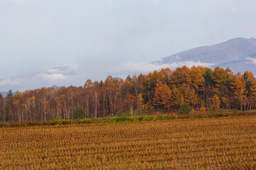 北海道、秋の田舎風景