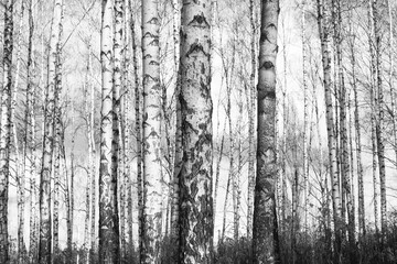 Fototapeta premium black-and-white photo with white birches