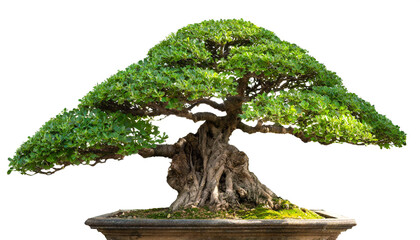 Bonsai Baum freigestellt auf weißem Hintergrund – isolierter Miniaturbaum, transparent