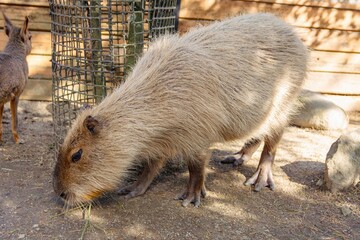 ふわふわのカピバラちゃん