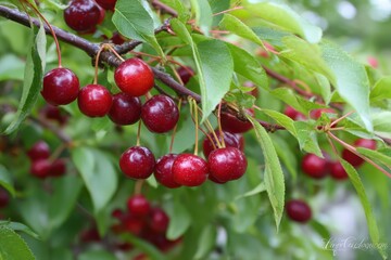 Fototapeta premium Chokecherry Tree in Summer Garden: Red Fruit and Green Foliage