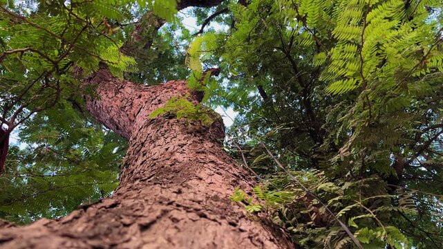 Looking up at a grand tamarind tree with its rugged bark and spreading fern-like leaves, glowing in warm sunlight &mdash; a timeless portrait of tropical strength and grace.