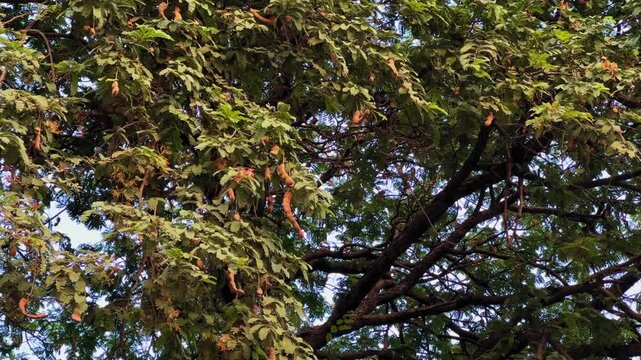Close-up of tamarind tree blossoms in various stages of bloom &mdash; vibrant pink buds and orange-yellow petals emerge among delicate green leaves under warm natural light.