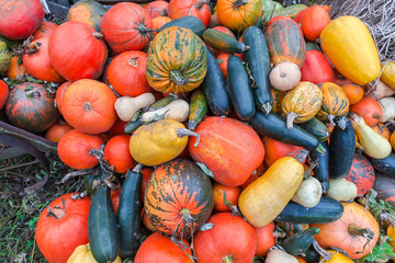 Heap of harvested multicolored pumpkins on a farm outdoors