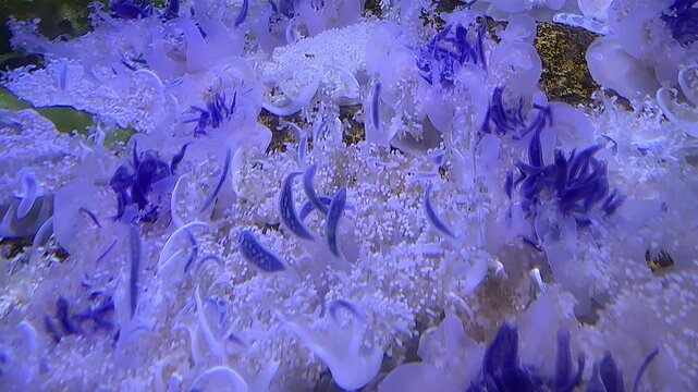 A group of upside-down jellyfish