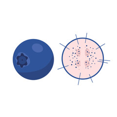 Blueberry and Cross-Section Illustration.