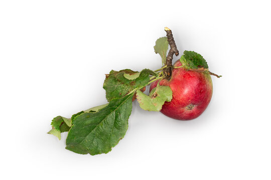 Fresh red apple with leaves on a white background