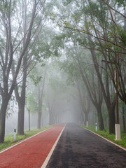 The Path in the Misty Forest