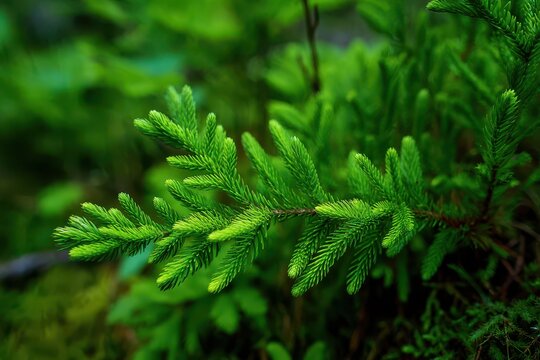 Closeup of Evergreen Club Moss Growth in Fresh Summer Forest Environment