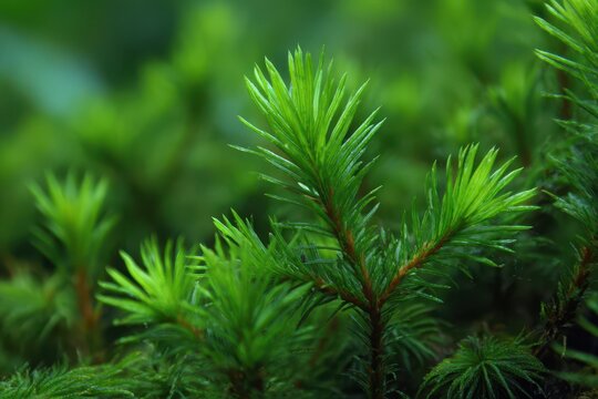 Closeup of Evergreen Club Moss Growing in a Forest: Fresh Green Growth in Natural Environment