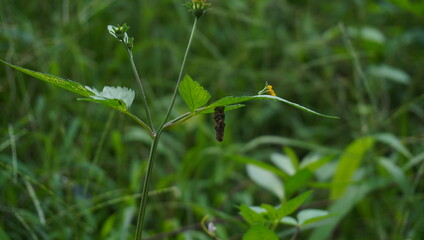 cocoons attached to the underside of green leaves