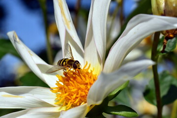 Schwebfliege auf einer weißen Dahlie