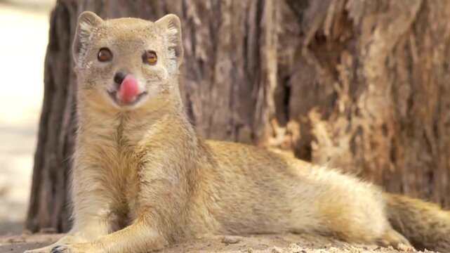 Wild mongoose relaxing under tree in warm golden daylight