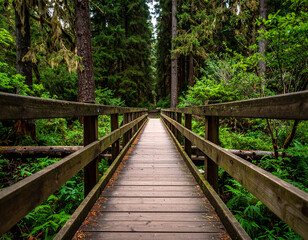 Forest wooden bridge nature trail