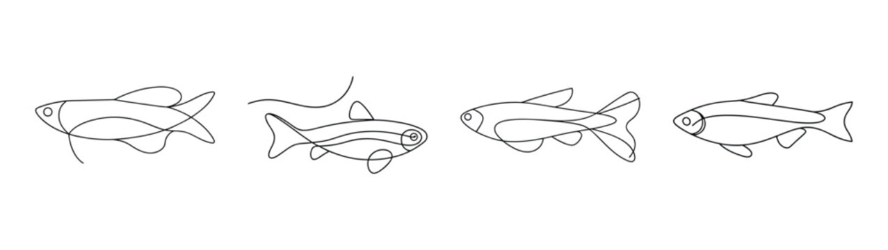 Four detailed line drawings of zebra danio fish showing scientific anatomy and distinctive stripes