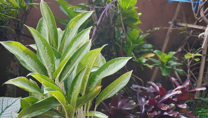 aglaonema silver bay ornamental plant