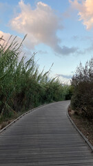 a wooden path among tall plants