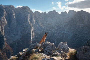 A Belgian Malinois stands on a rocky cliff overlooking a breathtaking mountain range. The contrast...