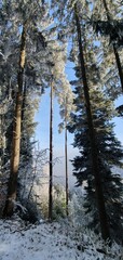 Fototapeta premium Walking through a magical winter forest in Alsace, mobile photo. Concept of nature, winter, hiking, adventure.