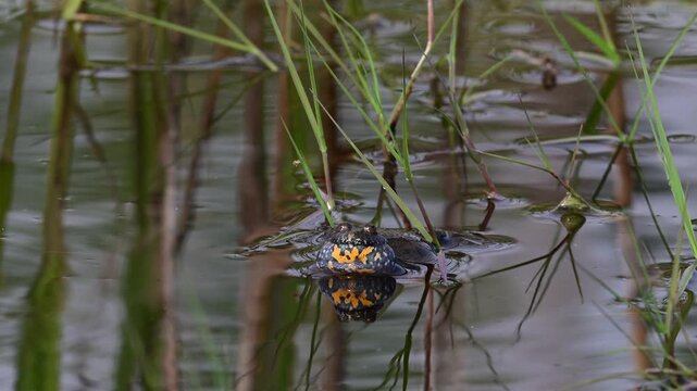 rufende Rotbauchunke // European fire-bellied toad (Bombina bombina)