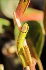 Close-up of a large green hawk moth caterpillar (Daphnis nerii) eating aglaonema leaves. Hawk Moth Caterpillar on Aglaonema Leaf. Green Daphnis Nerii Eating Ornamental Plant