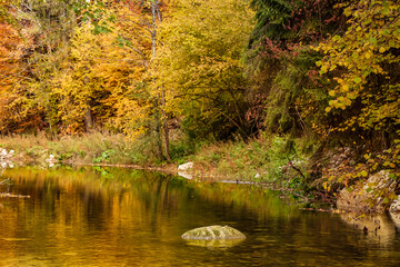 Obraz premium Still pond reflecting golden autumn trees and green evergreens under soft daylight. Peaceful forest scenery showing the calm beauty of nature in fall.