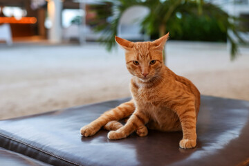 Curious Orange Tabby Cat Sitting on a Leather Ottoman