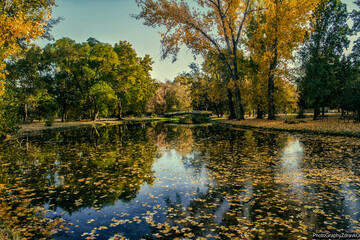 autumn trees reflected in water