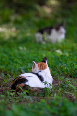 햇살을 즐기는 고양이의 뒷태