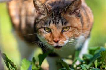 노려보는 고양이