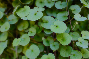 Bright green Dichondra Argentea foliage fills the frame.