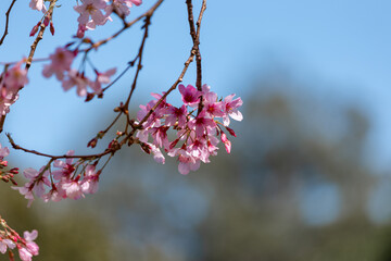 Close-up view of blooming pink cherry blossom flowers.