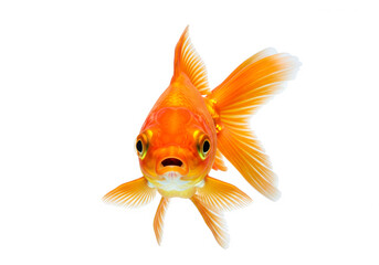 Obraz premium A goldfish isolated on clear white background