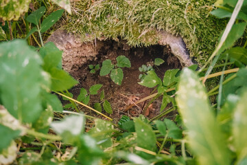 Close-up view of a small natural opening in the ground surrounded by lush green foliage and vibrant plants, showcasing the beauty of nature's hidden spaces