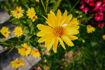 Bright yellow flower blooming in a vibrant garden surrounded by lush greenery and colorful blossoms, showcasing the beauty of nature in full bloom