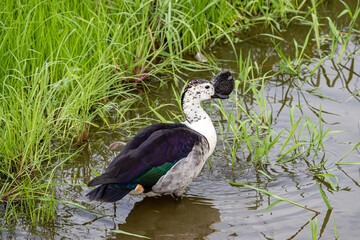 Obraz premium South Africa, Kruger National Park, African Comb Duck - Knob-billed Duck (Sarkidiornis melanotos), male