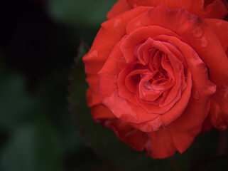 6月に美しく咲いた赤いバラの花「賛歌（さんか）」