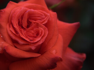 6月に美しく咲いた赤いバラの花「賛歌（さんか）」