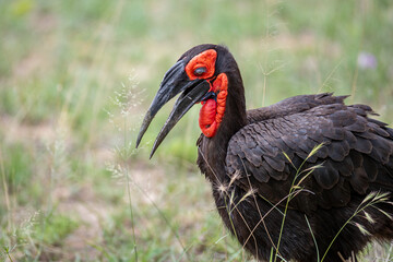 South Africa, Kruger National Park, Southern Ground-Hornbill (Bucorvus leadbeateri)