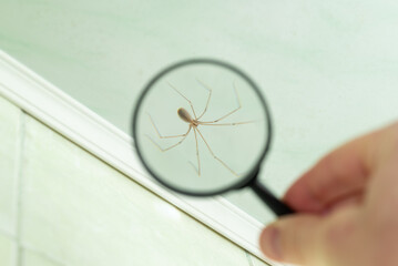 A long-legs spider under a magnifying glass on a ceiling plinth in a house. Close-up of a spider magnified with a magnifying glass, sitting on a web against a wall