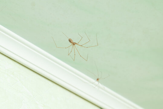 Two daddy long-legs spiders sitting on the web near ceiling plinth in a room. Close-up of two spiders with long, thin legs sitting on the ceiling and walls of a room