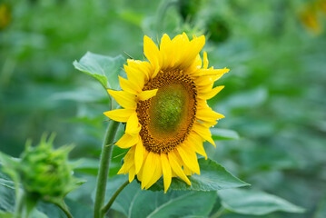 Obraz premium Close-up of a bright yellow sunflower in a field. Close-up of a fully bloomed sunflower with bright yellow petals and a large seed head, surrounded by green leaves in a field