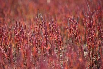 サンゴ草のクローズアップ