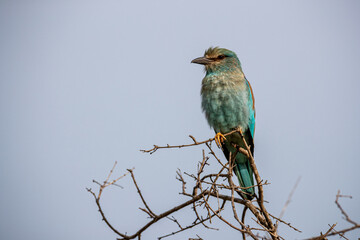 South Africa, Kruger National Park, European Roller (Coracias garrulus)
